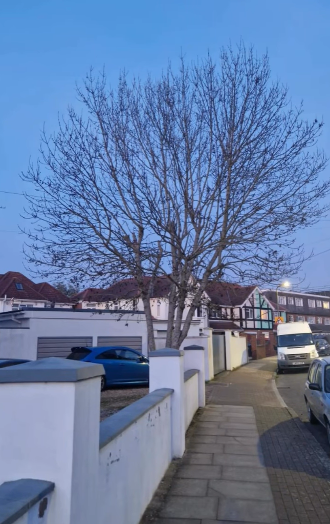 Mature tree assessed before works begin