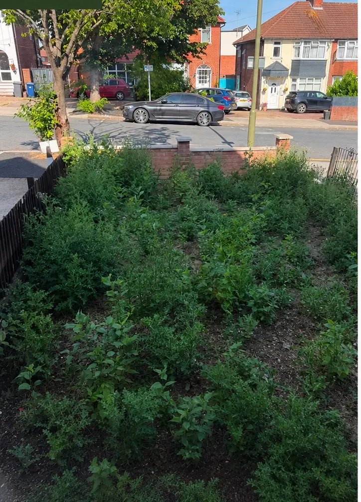 Front Garden Clearance — before