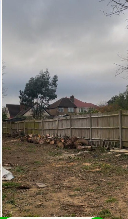 Tree Removal — after