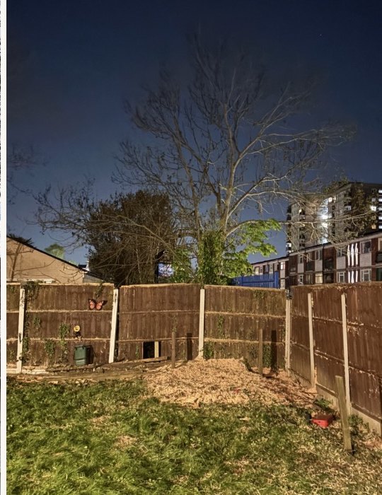 Mature Ash Removal — after