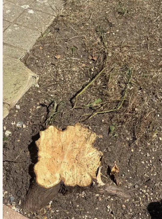 Stump Grinding — before