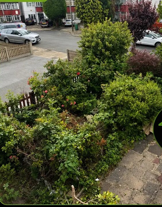 Shrub & Hedge Clearance — before