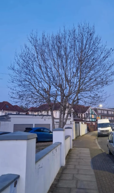 Large mature tree at dusk before pollarding