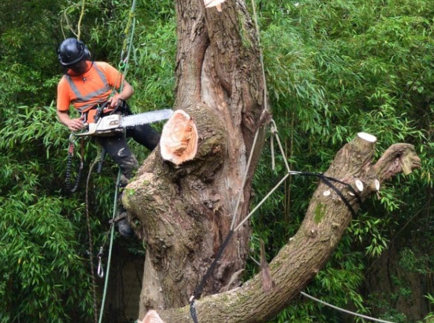 Tree surgery in progress in a suburban garden