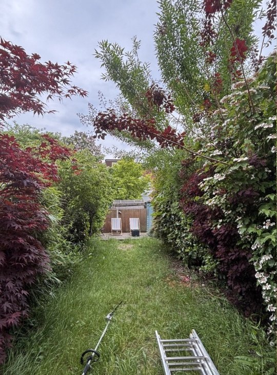 Rear Garden Cut Back — before