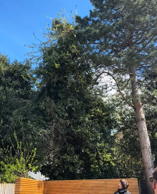 Tree being felled in a garden