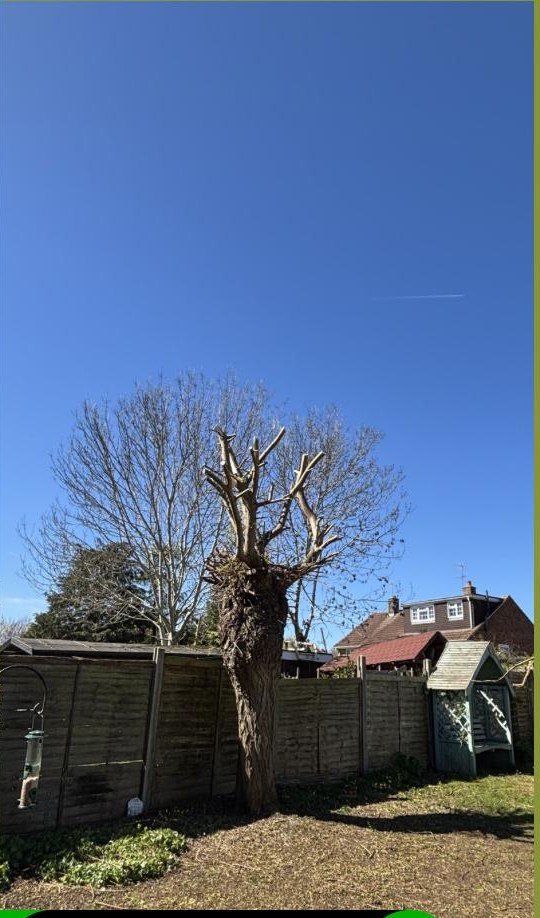 Willow Pollarding — after
