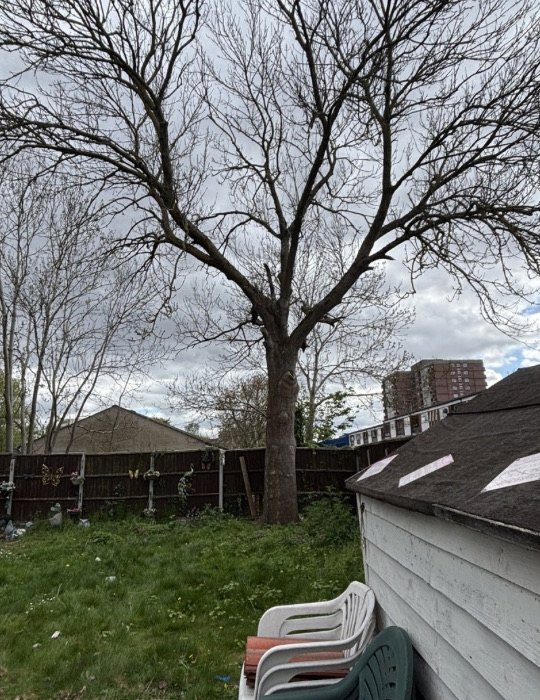 Mature Ash Removal — before