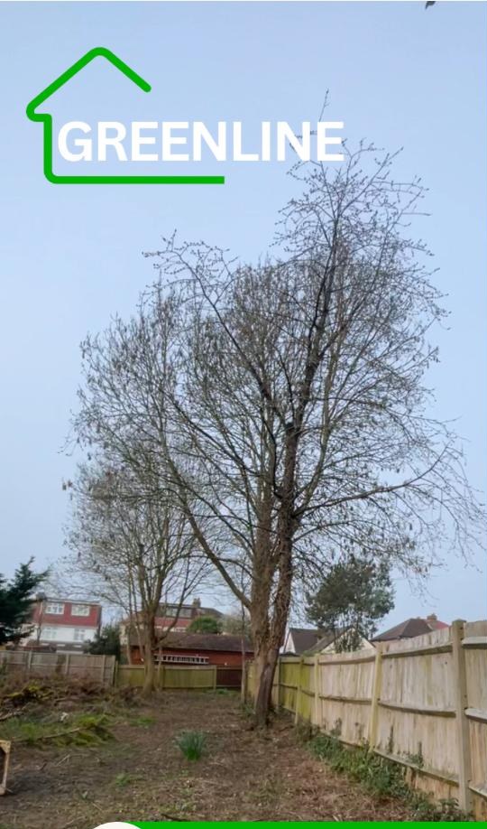 Tree Removal — before