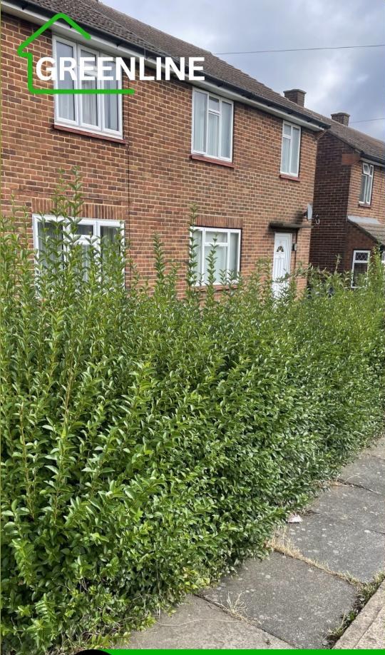 Hedge Trimming — before
