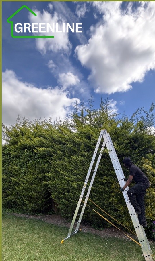 Conifer Hedge Trim — before