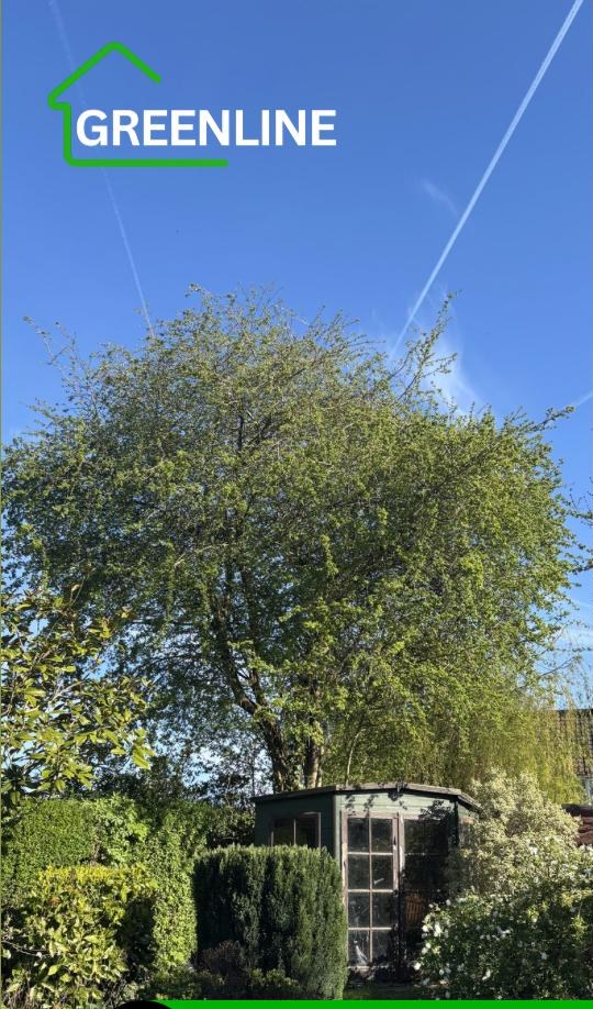 Tree Pruning — before