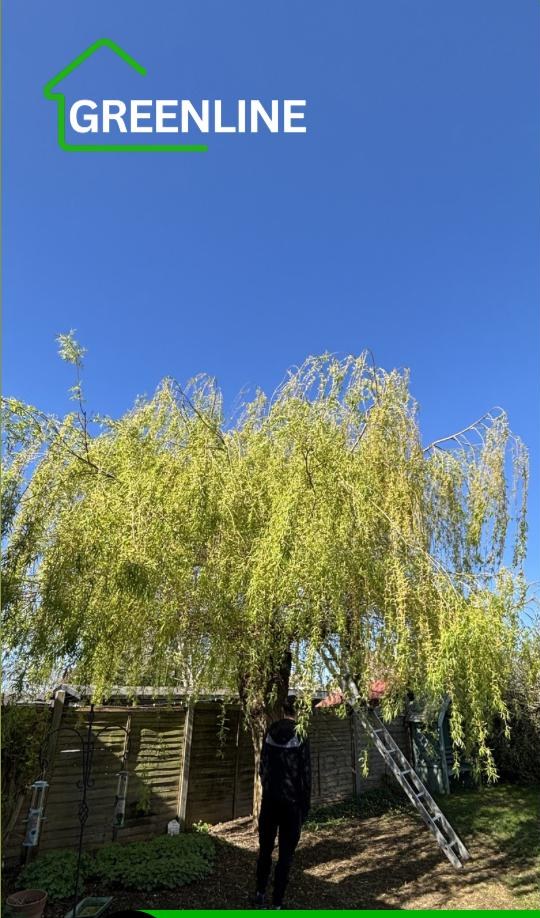 Willow Pollarding — before