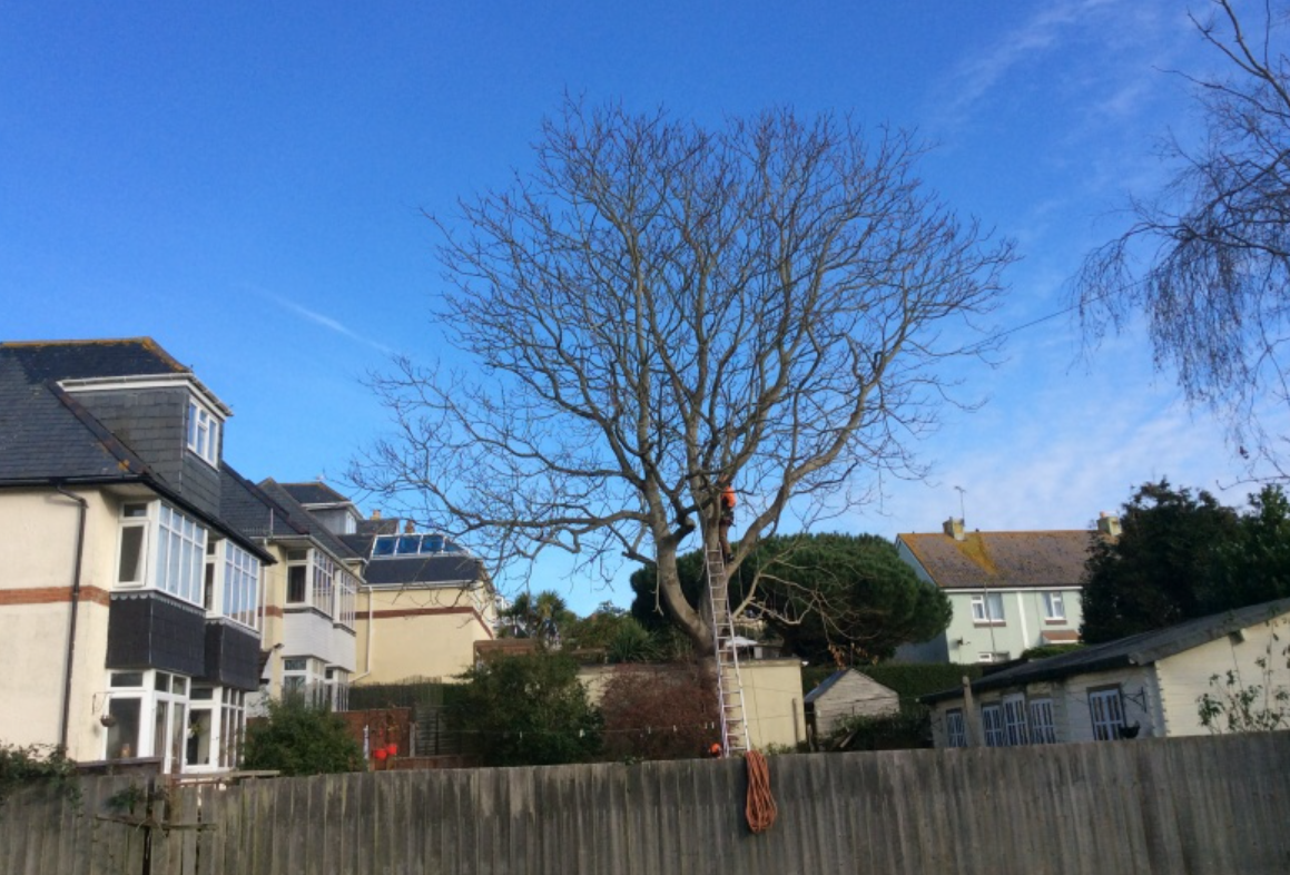 Tree after crown reduction work