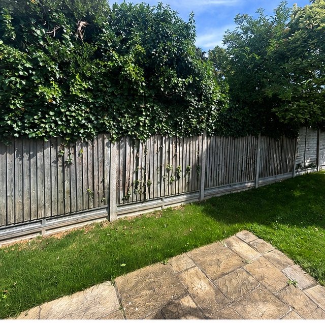 Ivy Strip & New Fencing — before